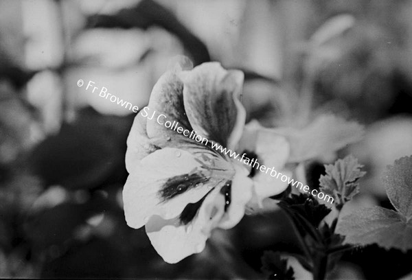 PELARGONIUM  FLOWERS